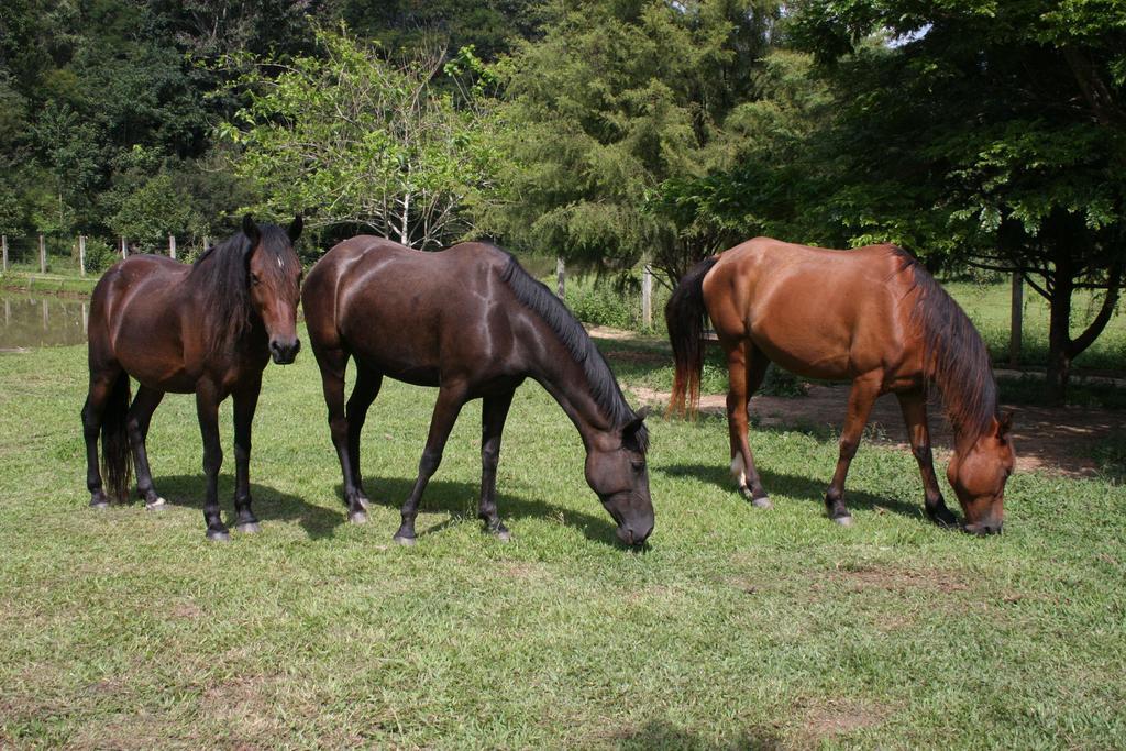 Pousada Ribeirao Do Ouro Itamonte Εξωτερικό φωτογραφία